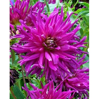 Dahlia purple gem 1st