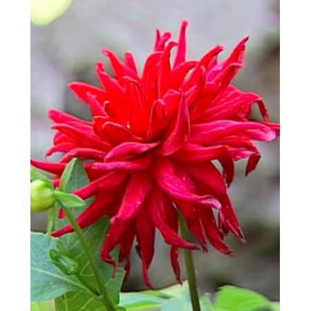 Dahlia red pigmy 1st