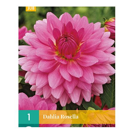 Dahlia rosella 1st