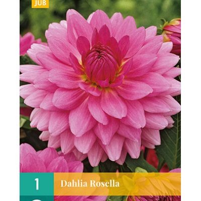 Dahlia rosella 1st