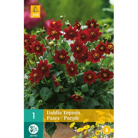Dahlia topmix paars/purple 1st