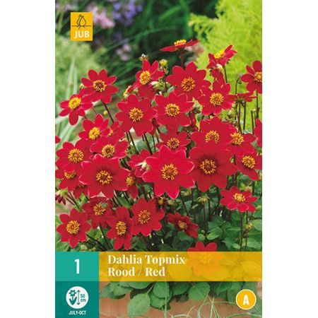 Dahlia topmix rood/red 1st