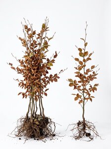 Fagus sylvatica (Groene Beuk) blote wortel 100/125 cm