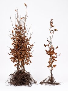 Fagus sylvatica (Groene Beuk) blote wortel 125/150 cm
