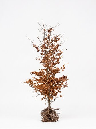 Fagus sylvatica (Groene Beuk) blote wortel 150/175 cm