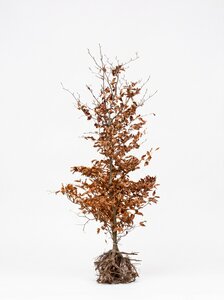 Fagus sylvatica (Groene Beuk) blote wortel 150/175 cm