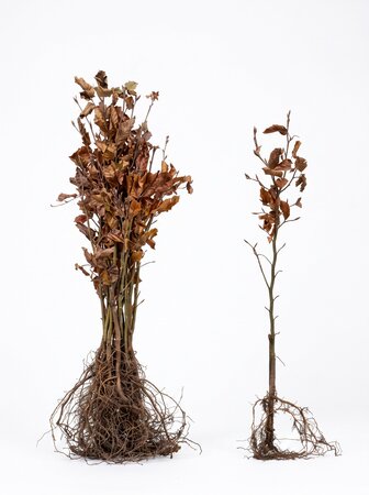 Fagus sylvatica (Groene Beuk) blote wortel 40/60 cm