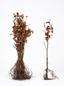 Fagus sylvatica (Groene Beuk) blote wortel 40/60 cm