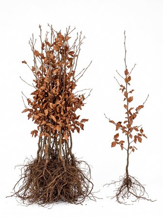 Fagus sylvatica (Groene Beuk) blote wortel 60/80 cm