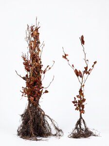 Fagus sylvatica (Groene Beuk) blote wortel 80/100 cm