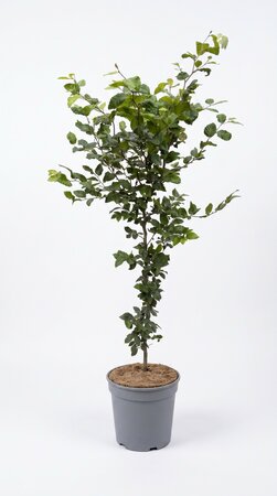 Fagus sylvatica (Groene Beuk) in pot 125/150 cm - afbeelding 2