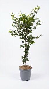 Fagus sylvatica (Groene Beuk) in pot 125/150 cm - afbeelding 2