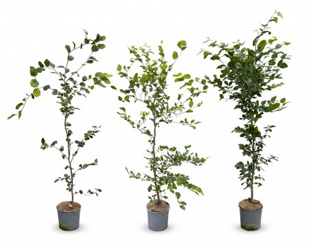 Fagus sylvatica (Groene Beuk) in pot 125/150 cm - afbeelding 1