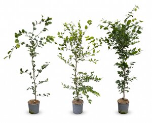 Fagus sylvatica (Groene Beuk) in pot 125/150 cm - afbeelding 1