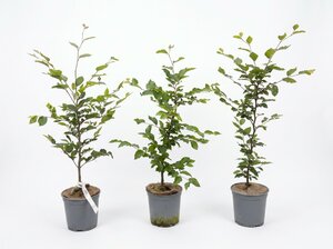 Fagus sylvatica (Groene Beuk) in pot 60/80 cm