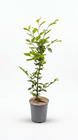 Fagus sylvatica (Groene Beuk) in pot 60/80 cm - afbeelding 2