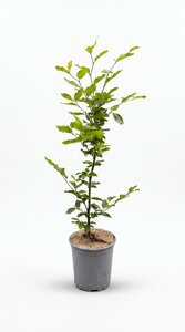 Fagus sylvatica (Groene Beuk) in pot 60/80 cm - afbeelding 2
