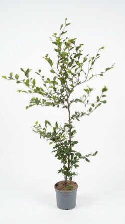 Fagus sylvatica (Groene Beuk) in pot 80/100 cm - afbeelding 2