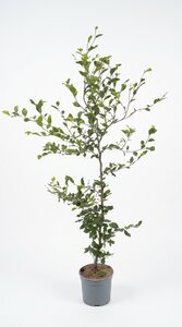 Fagus sylvatica (Groene Beuk) in pot 80/100 cm - afbeelding 2