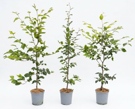 Fagus sylvatica (Groene Beuk) in pot 80/100 cm - afbeelding 1