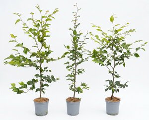Fagus sylvatica (Groene Beuk) in pot 80/100 cm - afbeelding 1