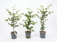 Fagus Sylvatica in pot
