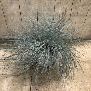 Festuca Glauca intense blue p17cm