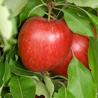 Fruit, groente en kruiden