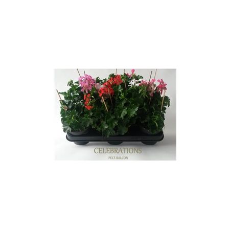 Geranium