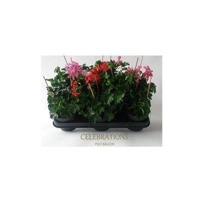Geranium