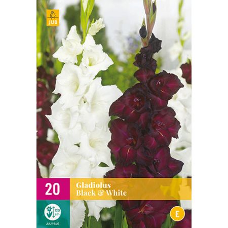 Gladiolus black&white 20st