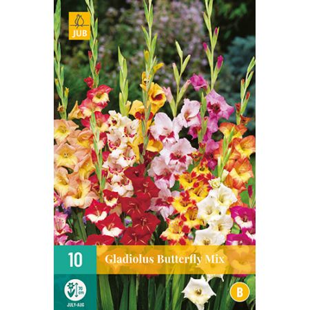 Gladiolus butterfly mix 10st - afbeelding 1