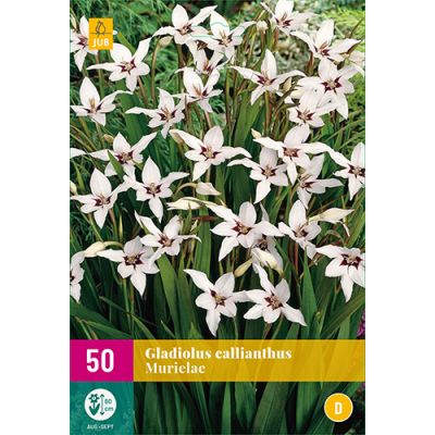 Gladiolus callianthus 50st