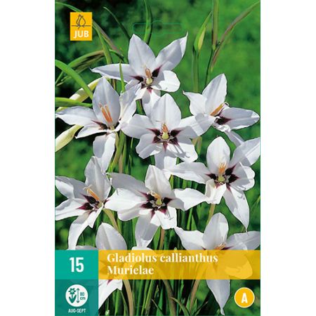 Gladiolus callianthus murielae 15st