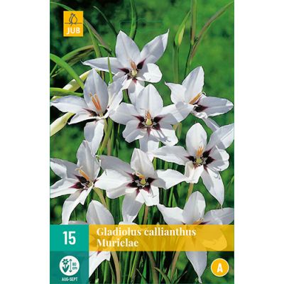 Gladiolus callianthus murielae 15st