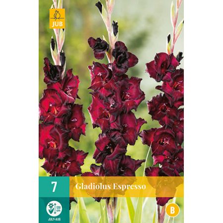 Gladiolus espresso 7st