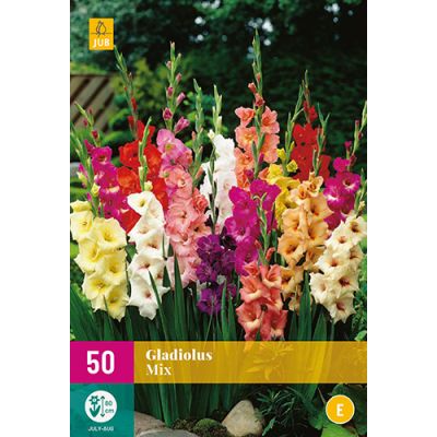 Gladiolus mix 50st