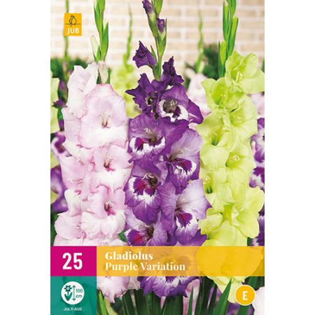 Gladiolus purple variation 25st