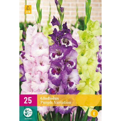Gladiolus purple variation 25st