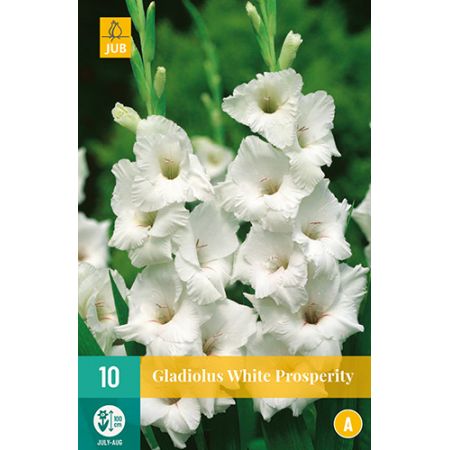 Gladiolus white prosperity 10st