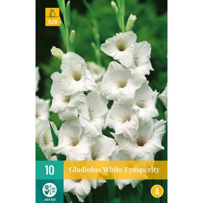 Gladiolus white prosperity 10st