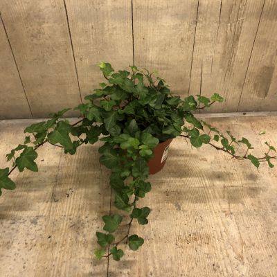 Hedera groen potmaat 12cm