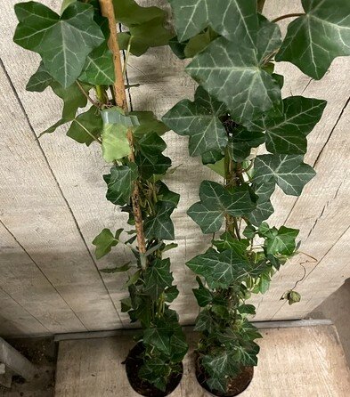 Hedera Hibernica 125-150