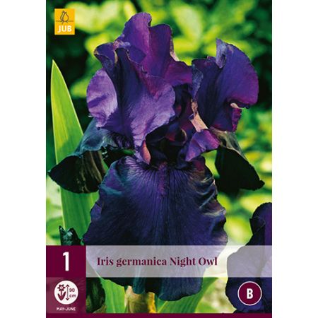 Iris germanica night owl 1st