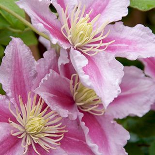 Klimplanten en rozen