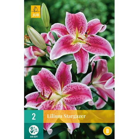 Lilium stargazer 2st