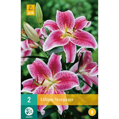 Lilium stargazer 2st