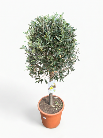 Olea