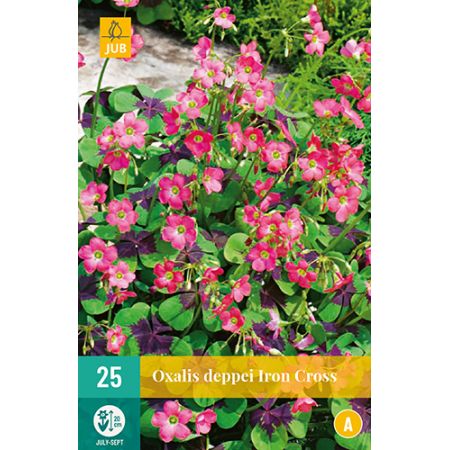 Oxalis deppei iron cross 25st