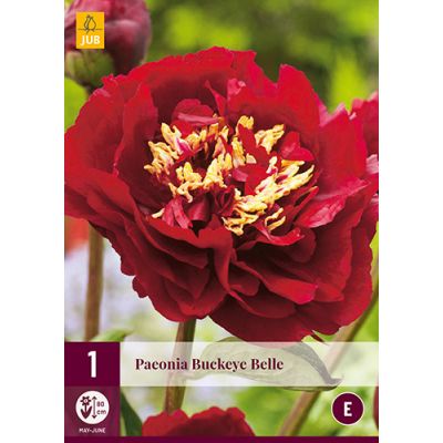 Paeonia buckeye belle 1st